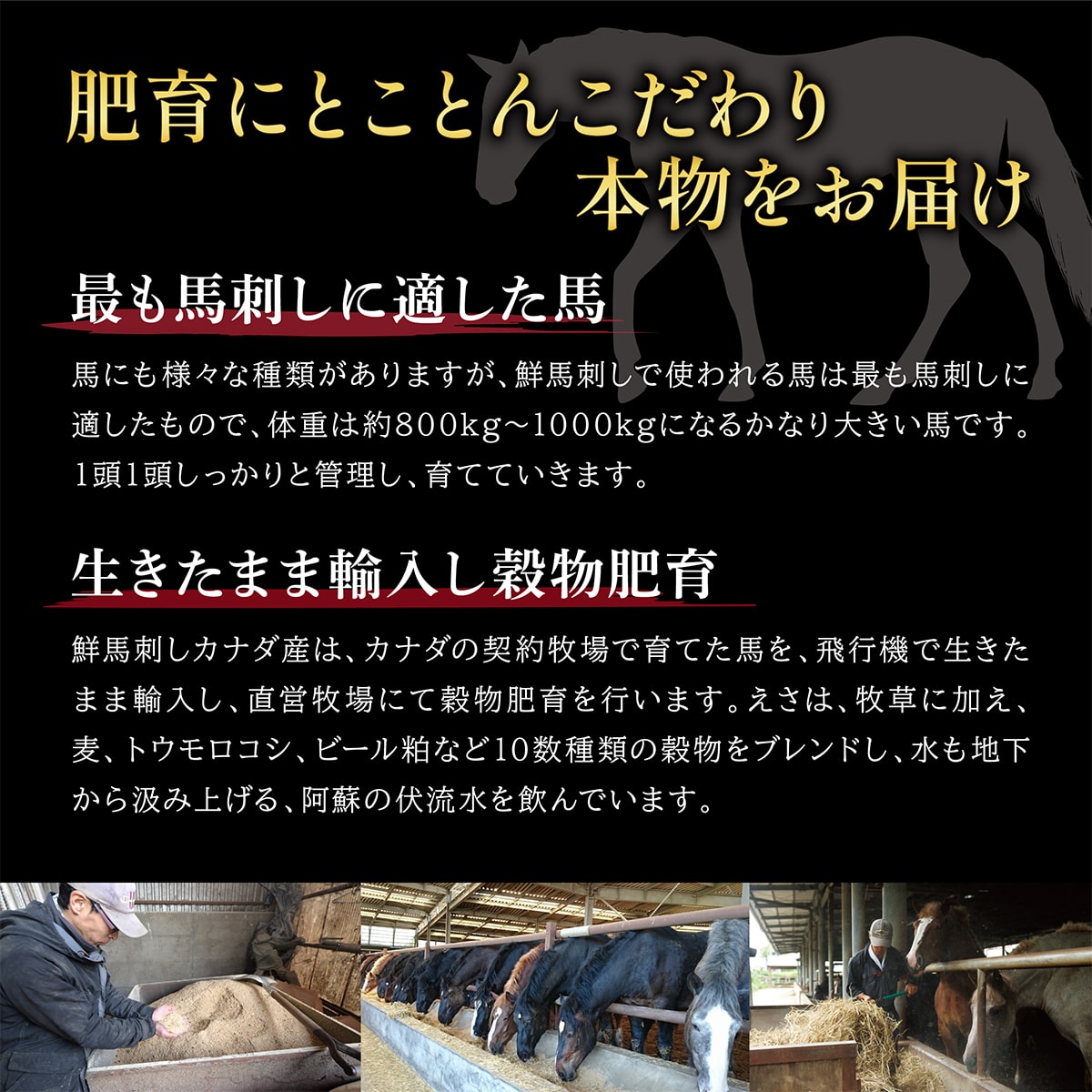 鮮馬刺し3種バラエティセット<送料無料>